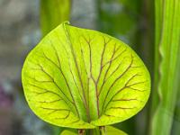 Fleischfressende Kannenpflanze